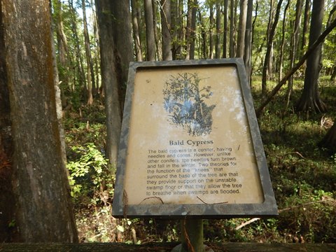 Lower Suwannee River Trail