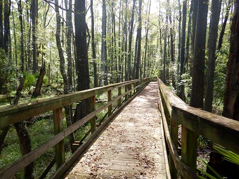 Lower Suwannee River Trail