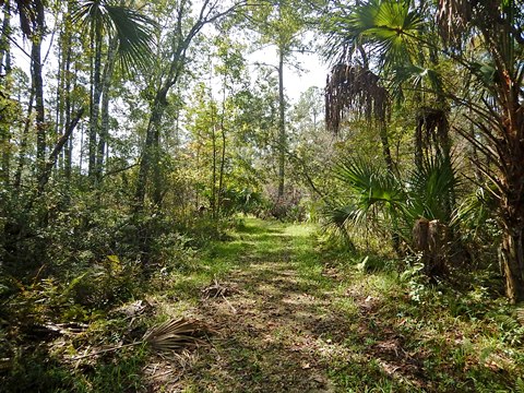 Lower Suwannee River Trail