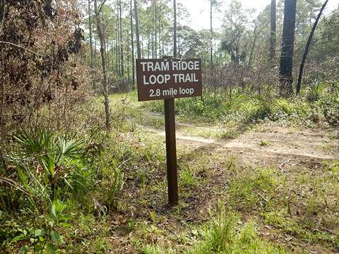 Lower Suwannee River Trail