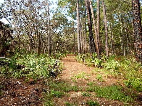 Lower Suwannee River Trail