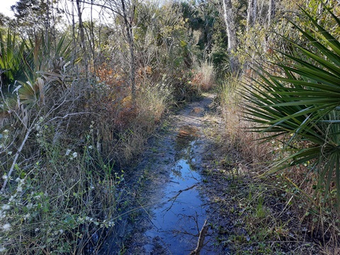 Merritt Island-Palm Hammock