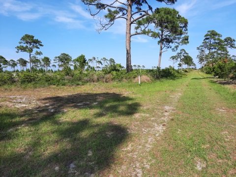 Merritt Island hiking, Birdhouse Trail Boardwalk