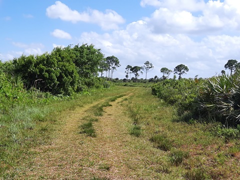 Merritt Island hiking, Scrub Ridge Trail