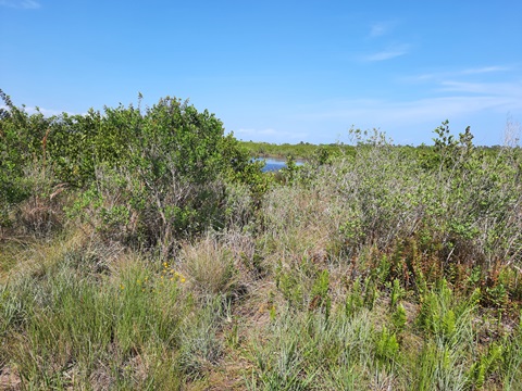 Merritt Island hiking, Scrub Ridge Trail