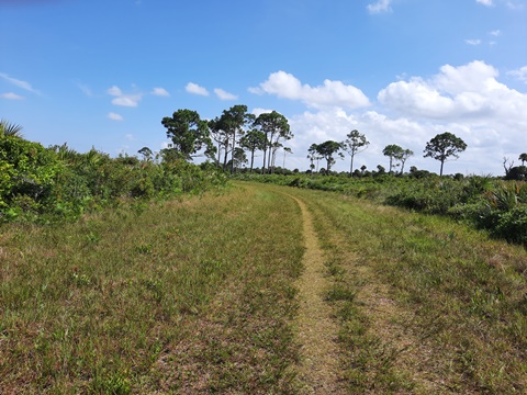 Merritt Island hiking, Scrub Ridge Trail