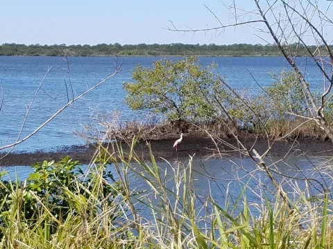 Merritt Island wildlife, Shiloh Road