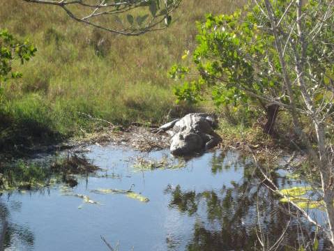 Merritt Island wildlife, Biolab Road