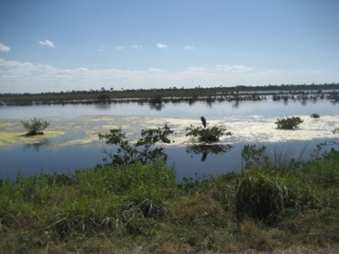 Merritt Island wildlife, Biolab Road