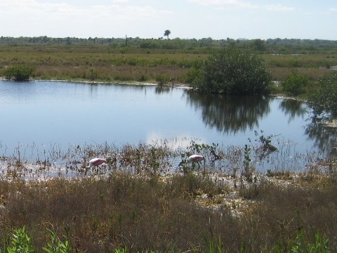 Merritt Island wildlife, Biolab Road