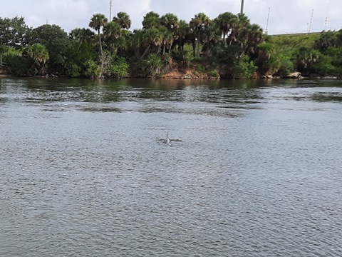 Merritt Island National Wildlife Refuge, Manatee Observation Desk