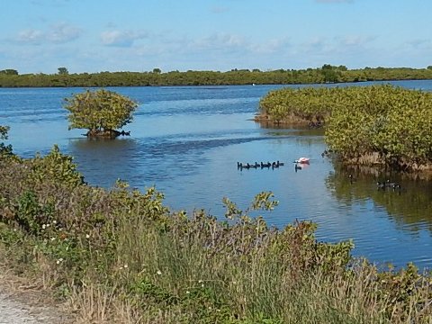 Merritt Island biking, Wildlife Drive