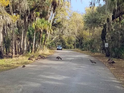 Myakka River State Park, eco-biking