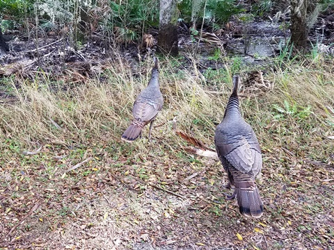 Myakka River State Park, eco-biking