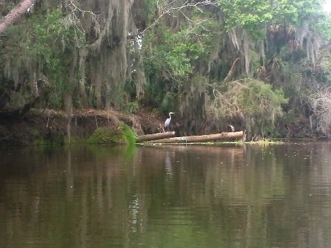 Myakka River State Park, eco-biking