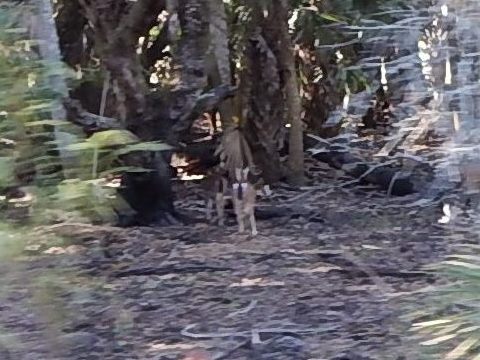 Myakka River State Park, eco-biking