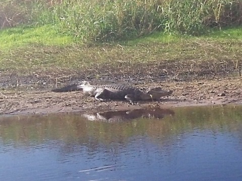 Myakka River State Park, eco-biking