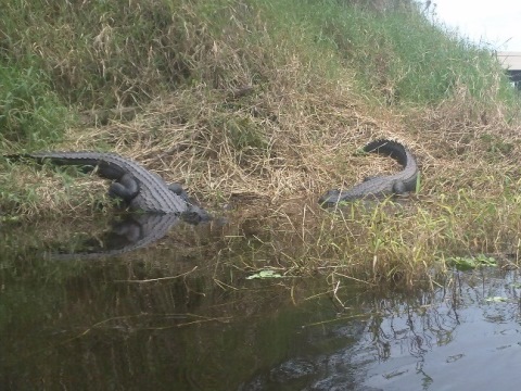 Myakka River State Park, eco-biking