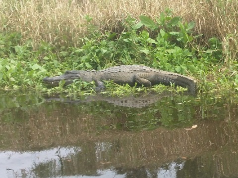 Myakka River State Park, eco-biking