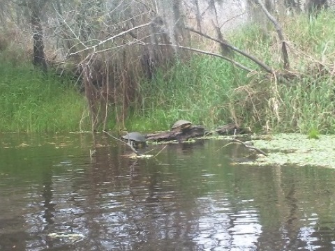 Myakka River State Park, eco-biking