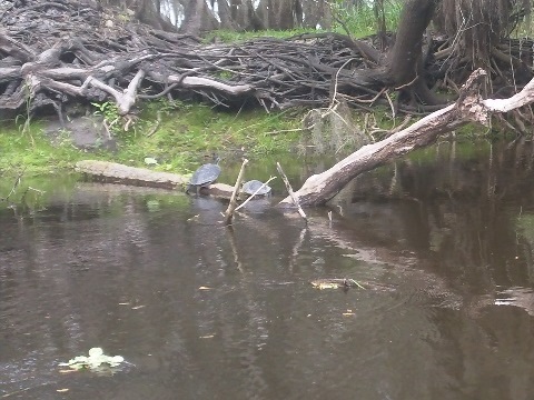 Myakka River State Park, eco-biking