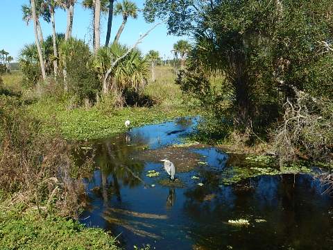 Orlando Wetlands