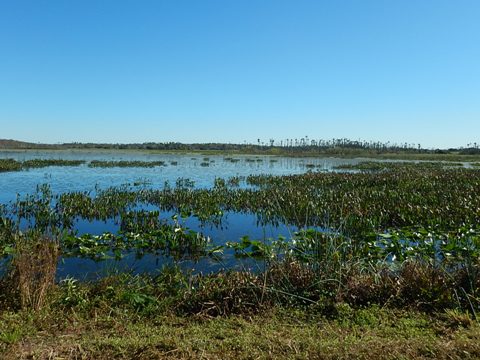 Orlando Wetlands