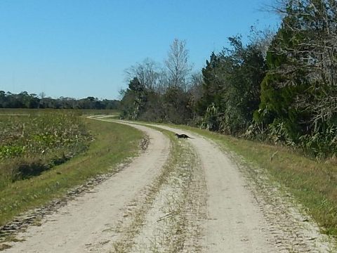 Orlando Wetlands