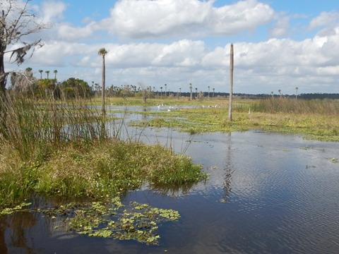 Orlando Wetlands