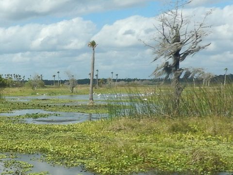 Orlando Wetlands