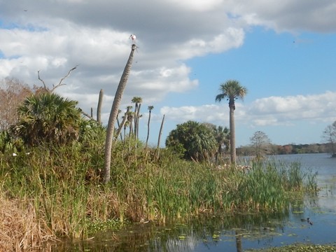 Orlando Wetlands