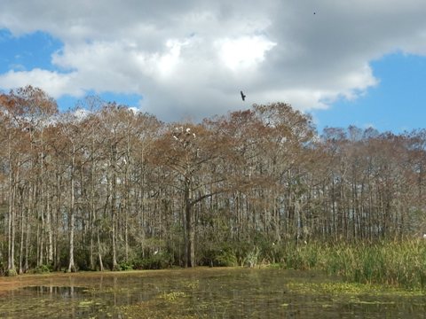 Orlando Wetlands