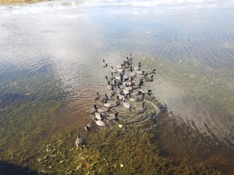 Orlando Wetlands