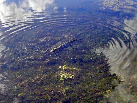 Orlando Wetlands