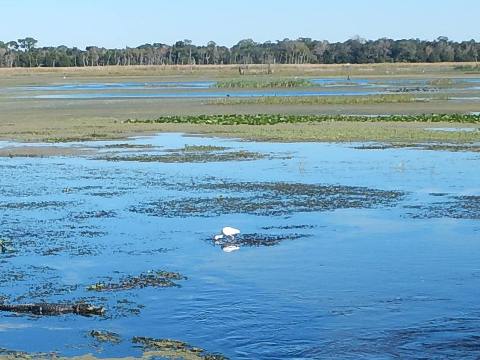 Orlando Wetlands