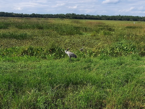 Orlando Wetlands