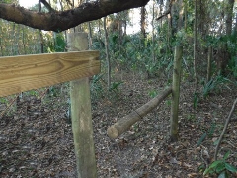 Payne's Prairie eco-biking, cone dike trail