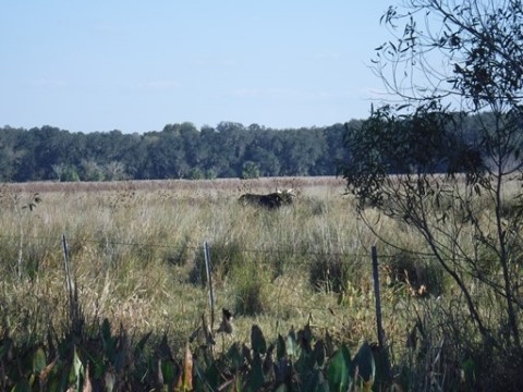 Payne's Prairie, eco-biking, cone dike trail