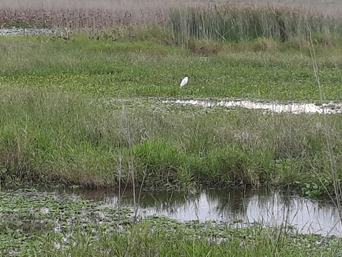 Payne's Prairie, eco-biking, La Chua Trail