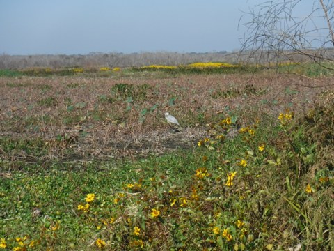 Payne's Prairie, eco-biking, La Chua Trail