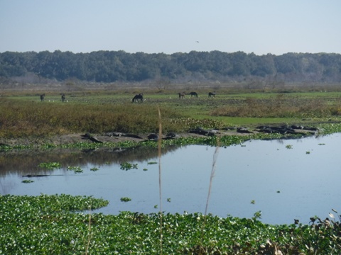 Payne's Prairie, eco-biking, La Chua Trail