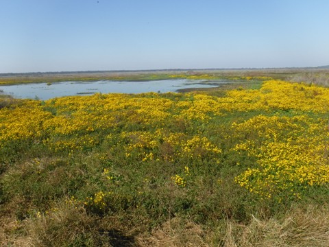 Payne's Prairie, eco-biking, La Chua Trail