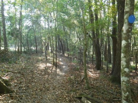 Payne's Prairie, eco-biking, lake pithlachocco trails