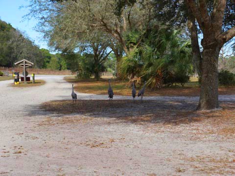 Seminole State Forest, eco-biking