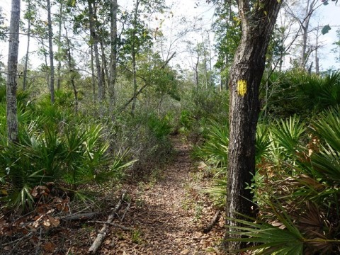 Seminole State Forest, eco-biking