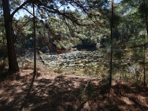 Seminole State Forest, eco-biking