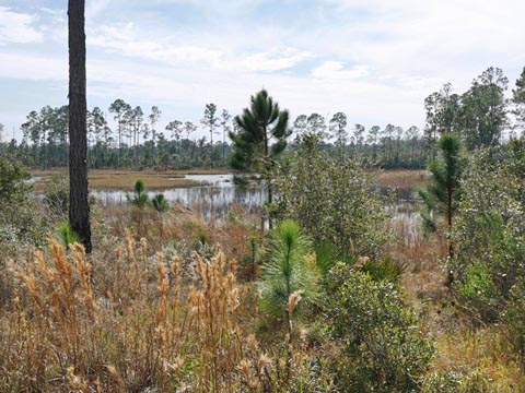 Seminole State Forest, eco-biking