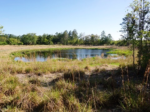 Seminole State Forest, eco-biking