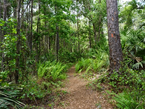 Seminole State Forest, eco-biking