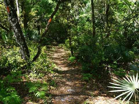 Seminole State Forest, eco-biking